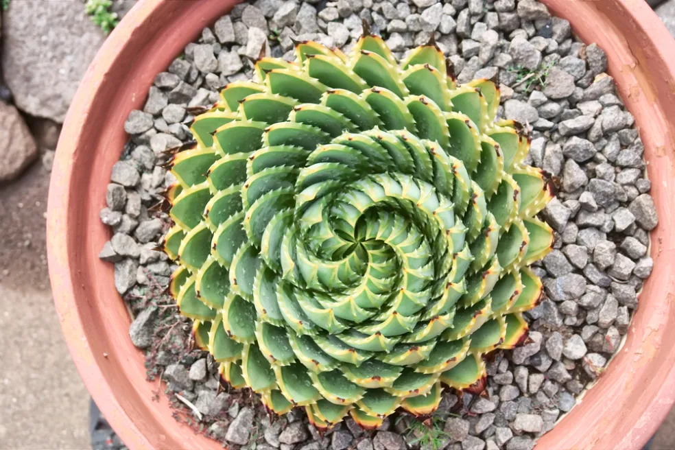 Aloe polyphylla (Aloa špirálovitá)